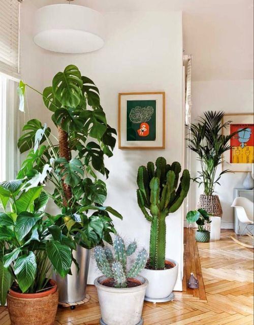 The impact of incorporating natural plants into the interior design of a home and its surroundings